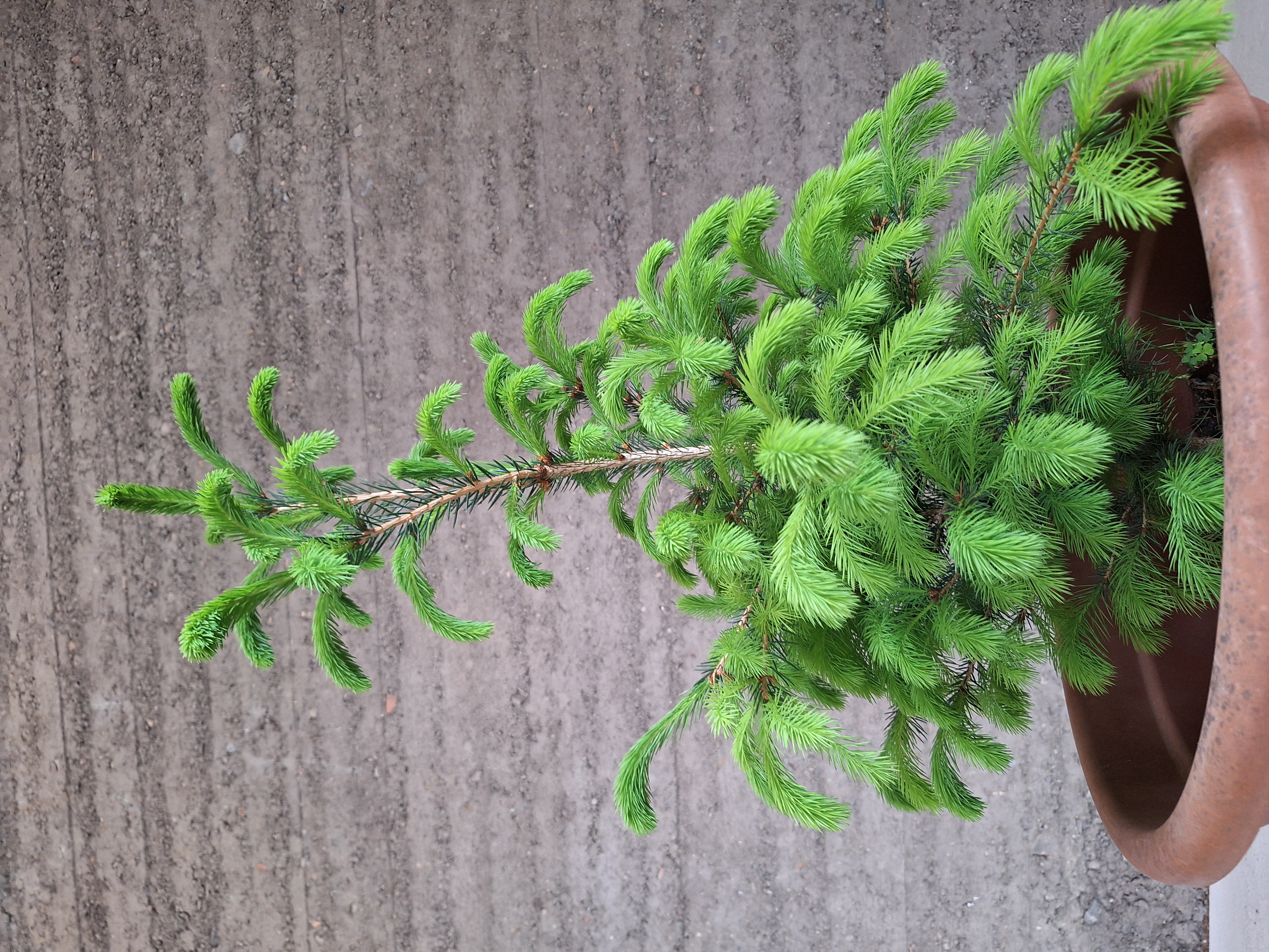 Leuchtend hellgrüne frische Triebe an einem kleinen Nadelbaum im Terrakottatopf