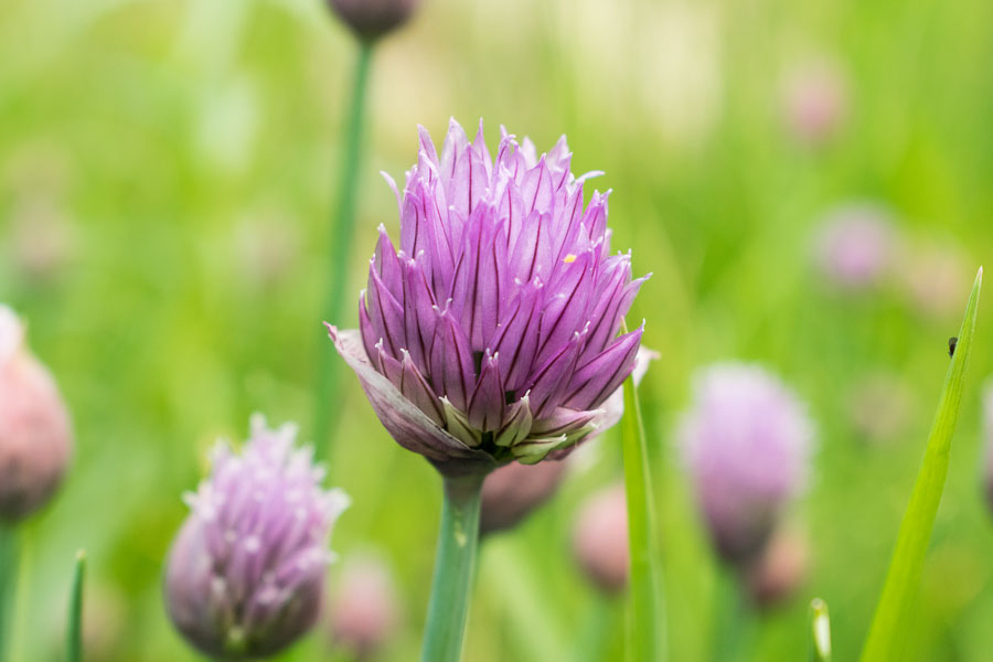 Violette Schnittlauchblüte im leuchtend grünen Garten